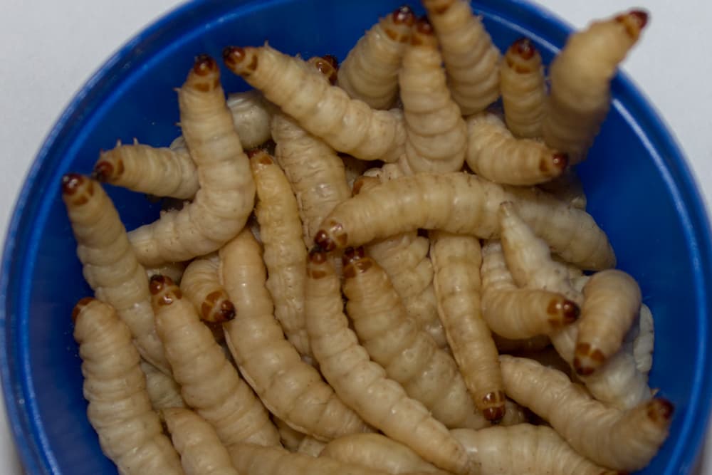 bienenmaden kaufen